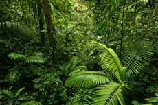 Costa Maya Rainforest Tour cruise excursion